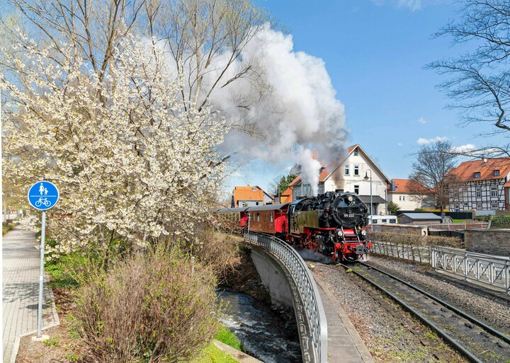 Eine Dampflokomtive der Harzer Schmalspurbahnen fährt durch frühlingshafte Landschaft. Linke blüht ein Baum weiß.