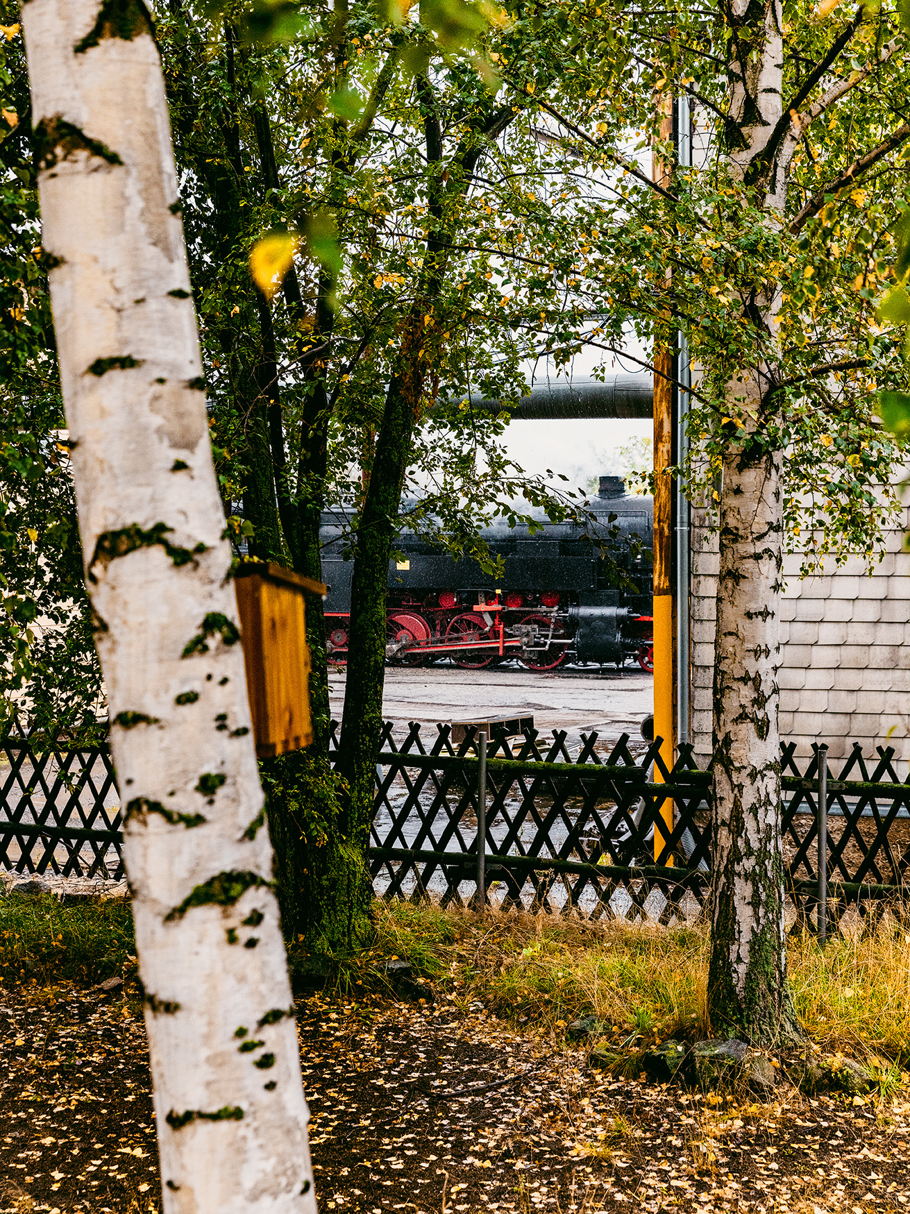 Hinter einer Birke und weiterem Grün ist eine Lokomotive zu sehen
